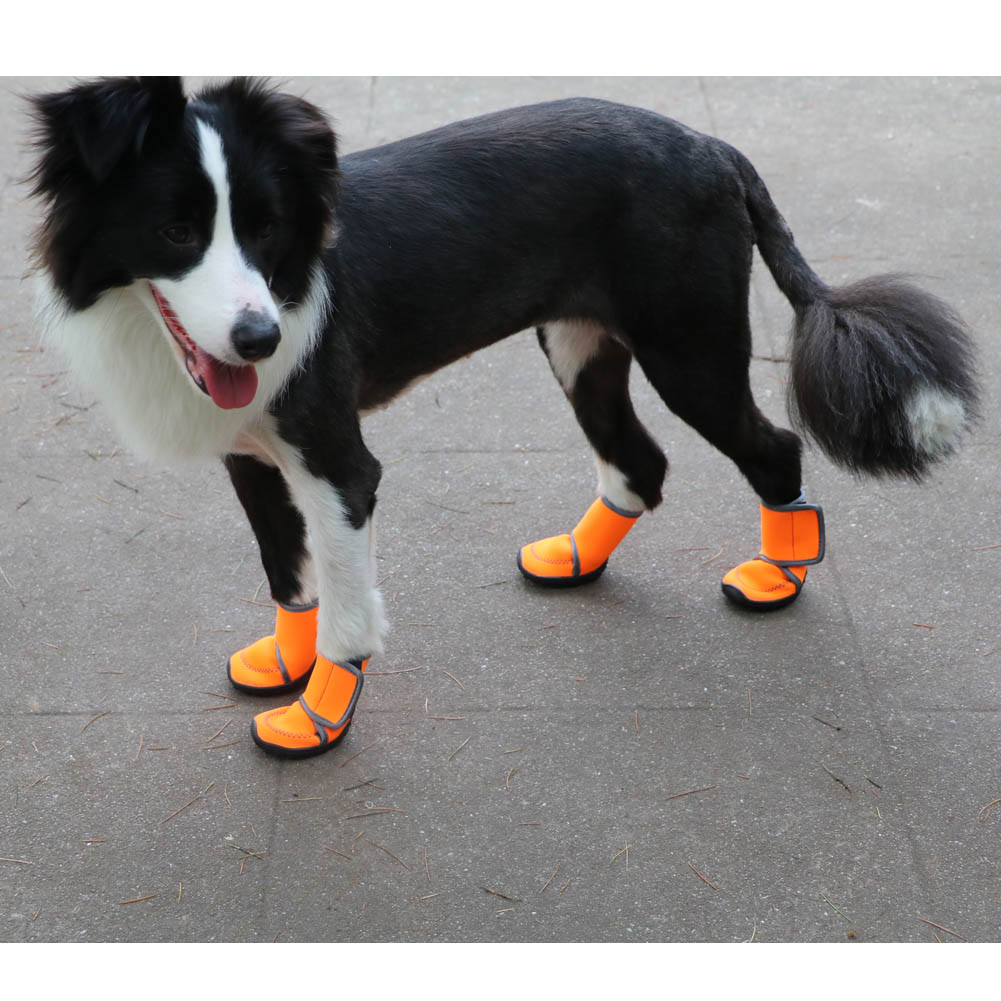 velcro dog shoes