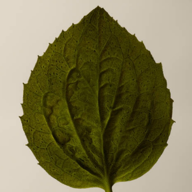 芫荽籽身體潔膚露