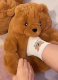 2026 Cute Cartoon Teddy Bear Cotton Shoes