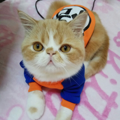 Anime Pet Cat Cosplay Costume Summer Vest and Hoodie