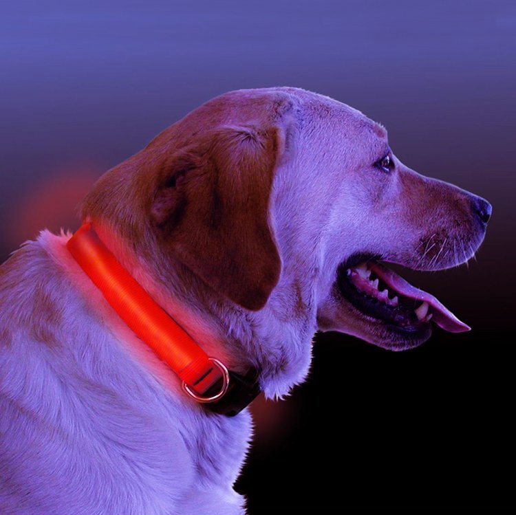 light up pet collar