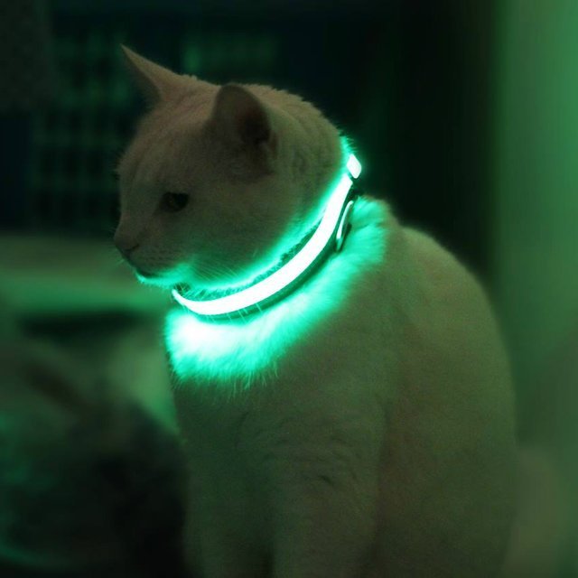 Illuminated Pet Collar Cat Collar Free Shipping
