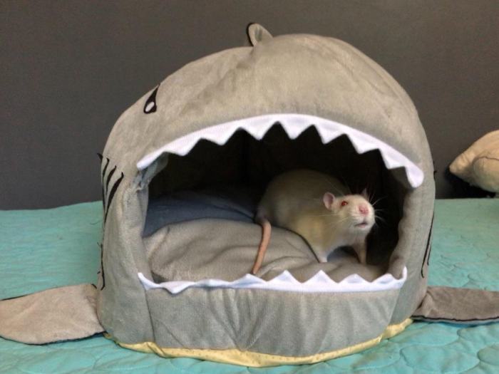 Shark Attack Pet Bed