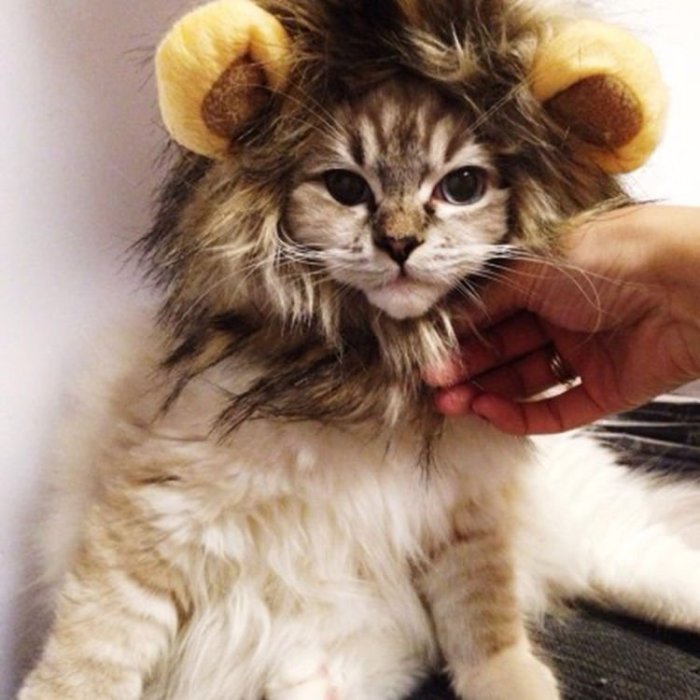 Lion Hat for Cats