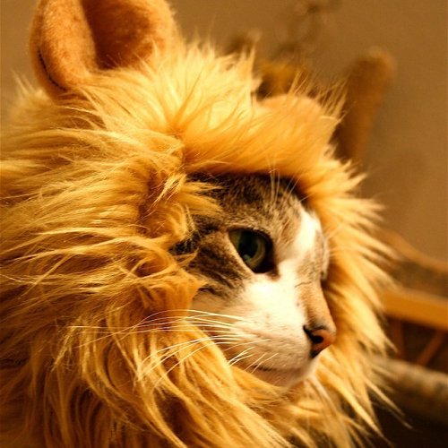 Lion Hat for Cats