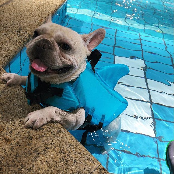 Shark Doggie Swim Vest Dog Safety Life Jacket Gift for Pets Dogs Worldwide Free Shipping