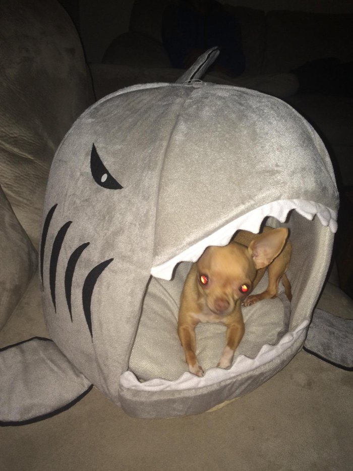 Shark Attack Pet Bed