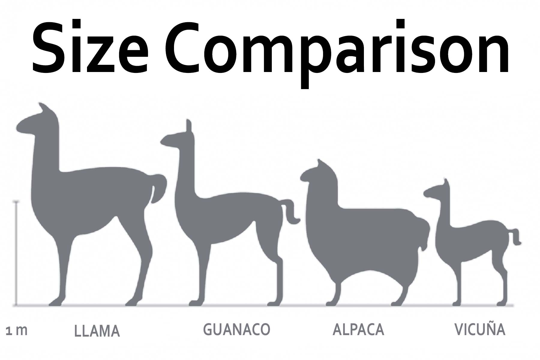 What is Alpaca? What's the Difference Between Llama, Alpaca, Vicuna and Guanaco？ 