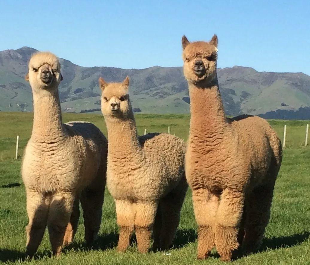 What is Alpaca? What's the Difference Between Llama, Alpaca, Vicuna and Guanaco？ 