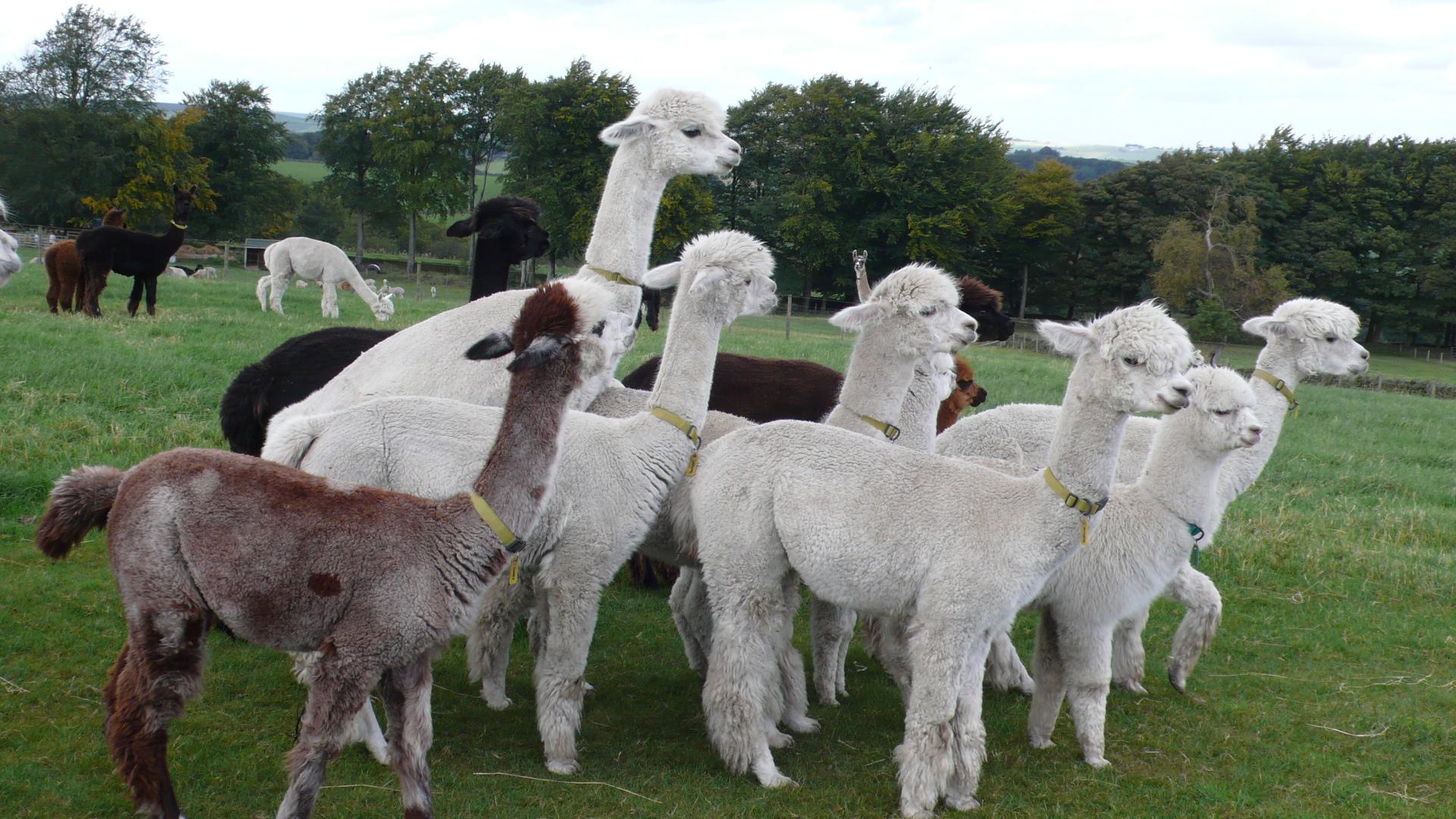What is Alpaca? What's the Difference Between Llama, Alpaca, Vicuna and Guanaco？ 
