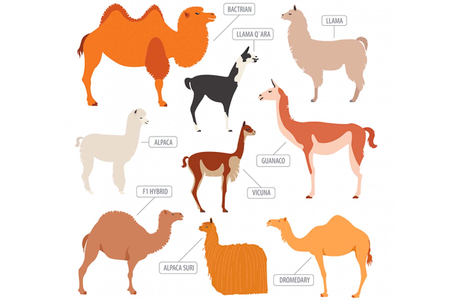 What is Alpaca? What's the Difference Between Llama, Alpaca, Vicuna and Guanaco？ 