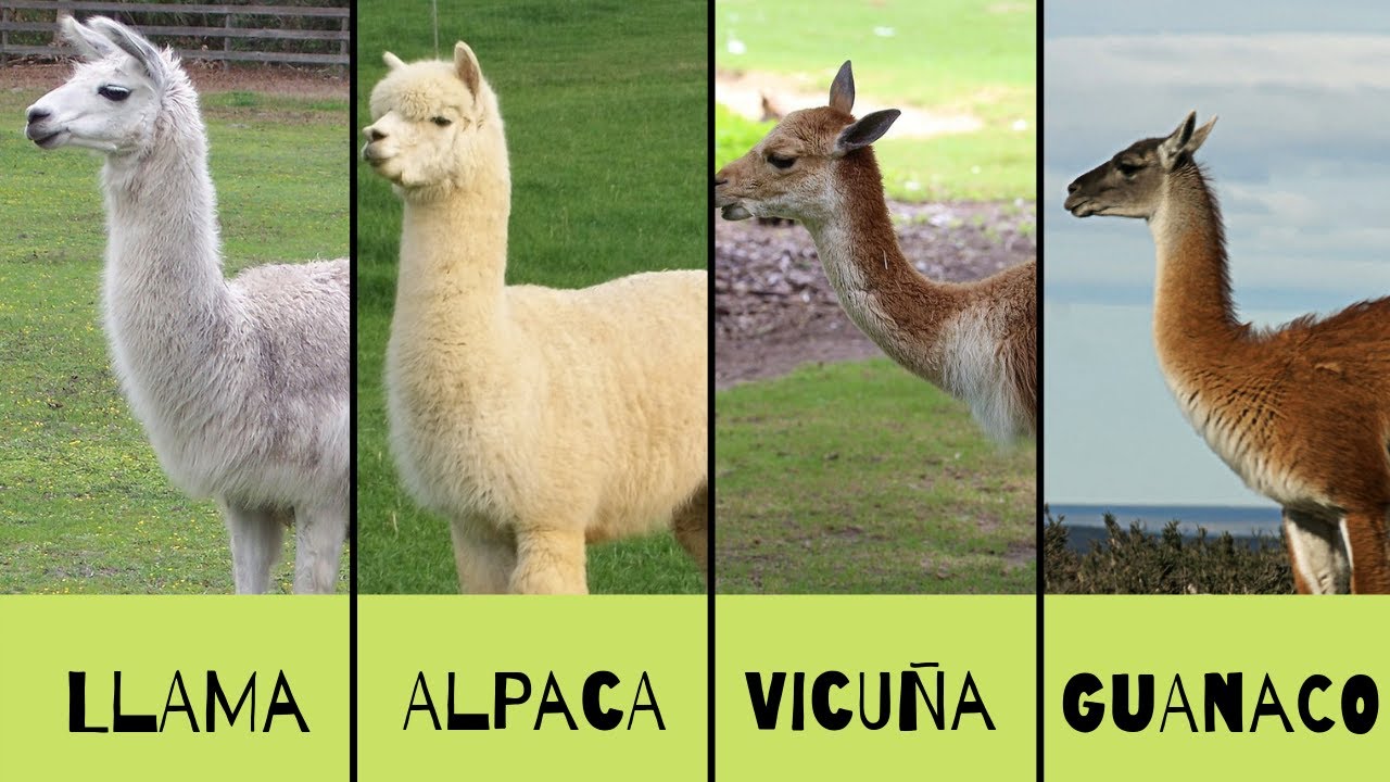 llama-alpaca-vicunes-guarano-veasoon