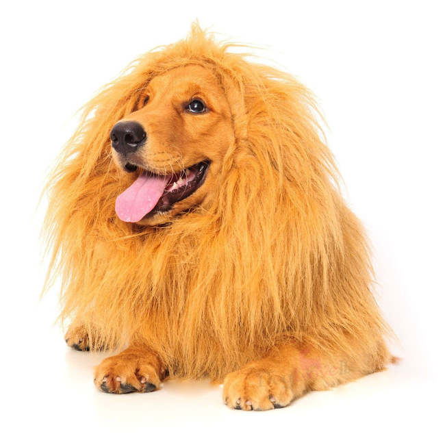 Cecil The Lion Dog Costume