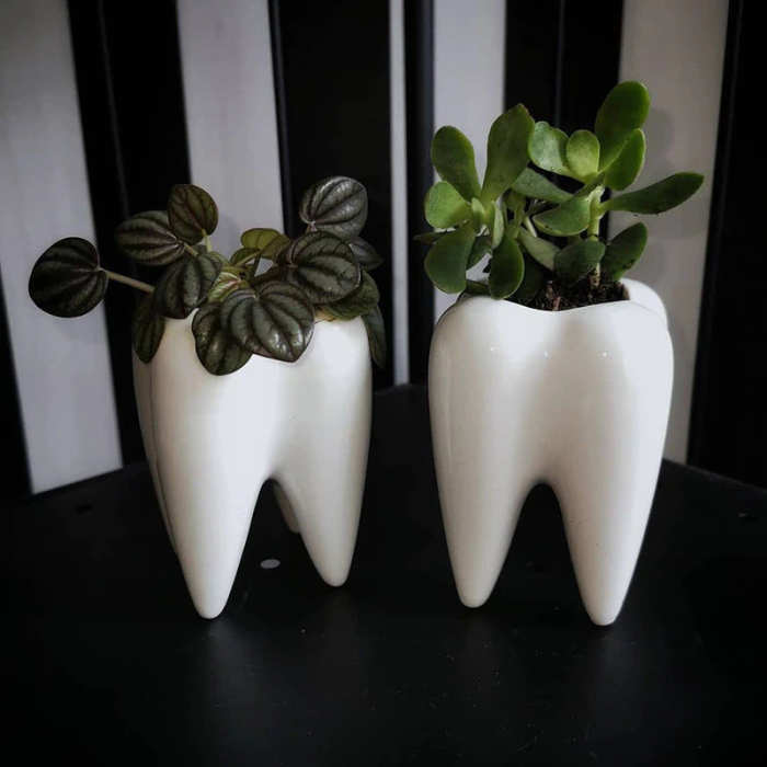 These teeth shaped planters will bring a smile to your dial
