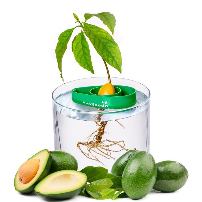 Avocado Tree Growing Kit