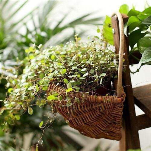Wicker Wall Hanging Flower Basket