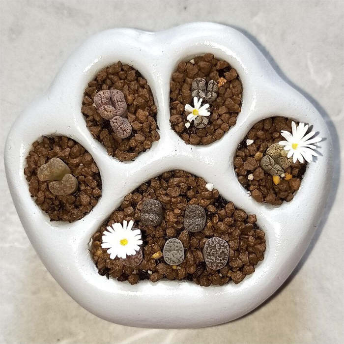 Paws Flower Pot