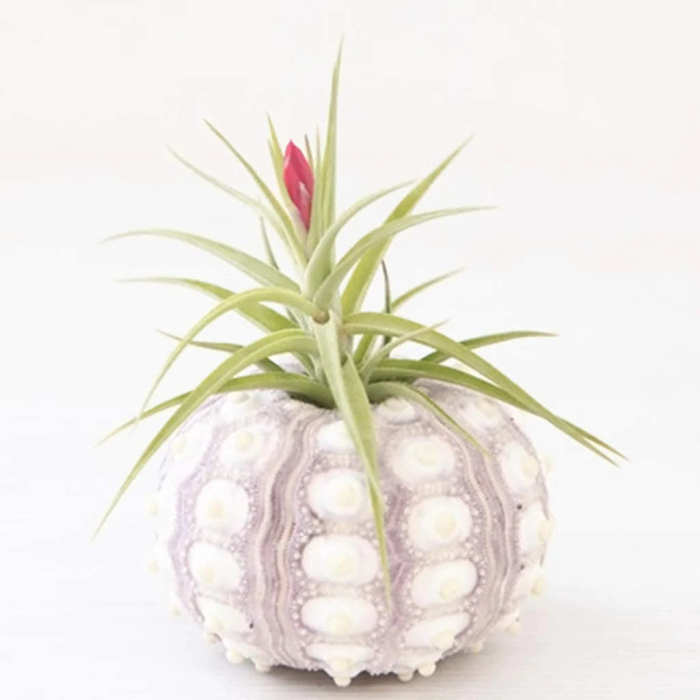 Sea Urchin Planter Vase