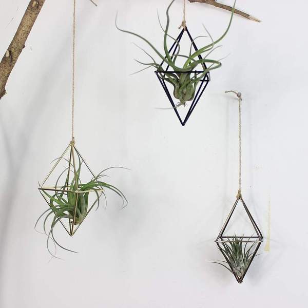 Geometric  Air Plants Rack