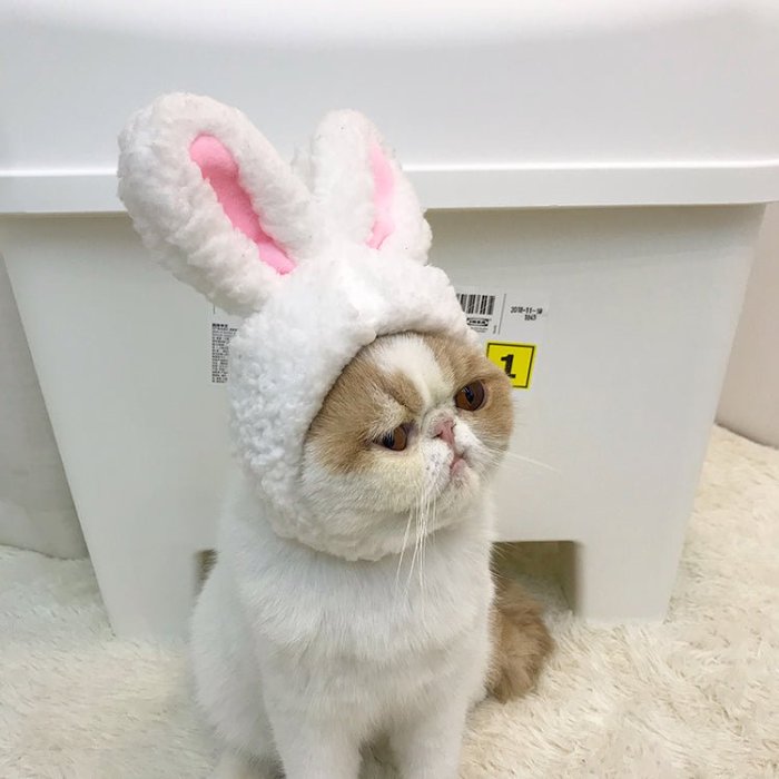 Bunny Ears For Pet