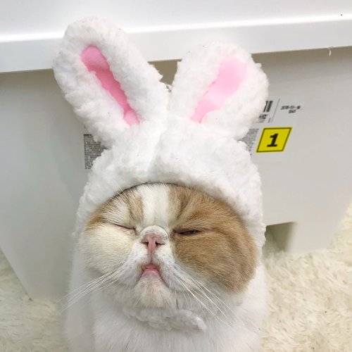 Bunny Ears For Pet