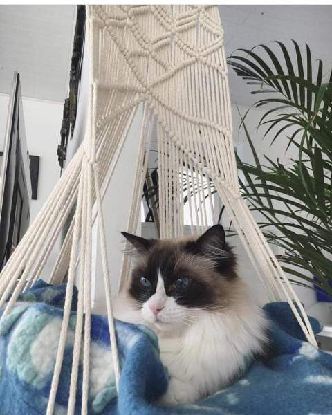 Macrame Wall Hanging Cat Bed by Veasoon