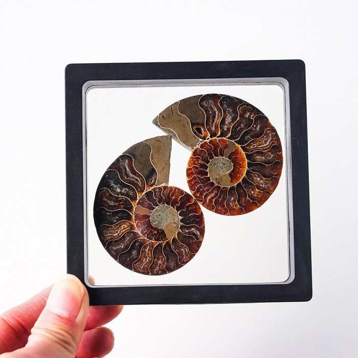 Ammonite Fossil Crystal Ornament by Veasoon