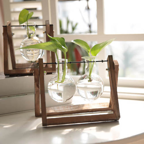 Hydroponic Plant Glass Vase