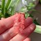 Cherry Quartz