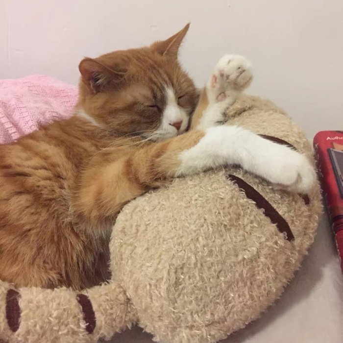 Cat Lovely Cozy Pillow