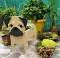 Pug