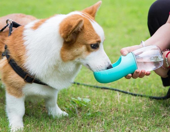 Portable Pet Dog Water Bottle