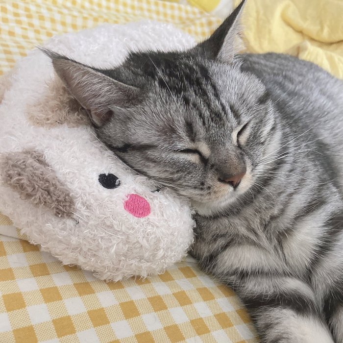 Cat Lovely Cozy Pillow