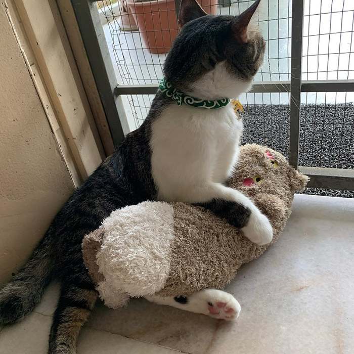 Cat Lovely Cozy Pillow