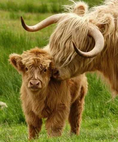 BUY 2 FREE SHIPPINGScottish Handmade Highland Cattle