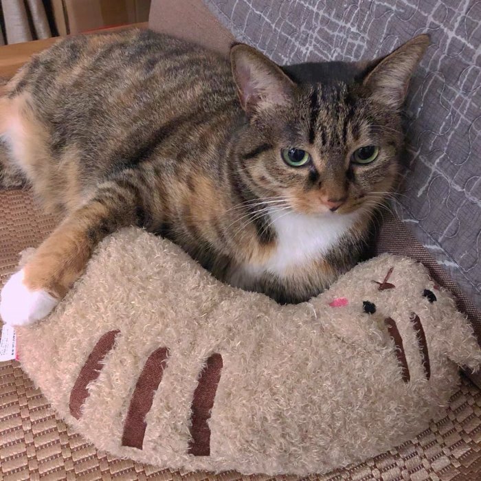 Cat Lovely Cozy Pillow