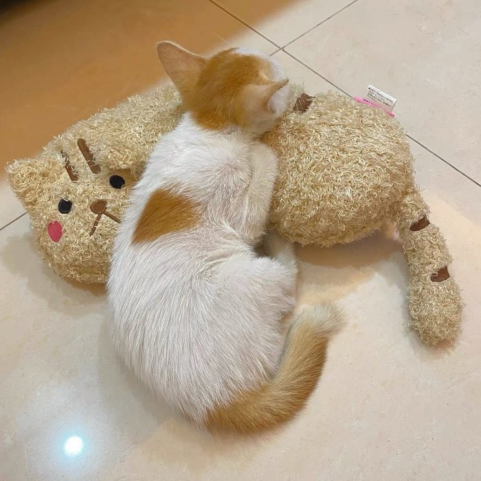 Cat Lovely Cozy Pillow