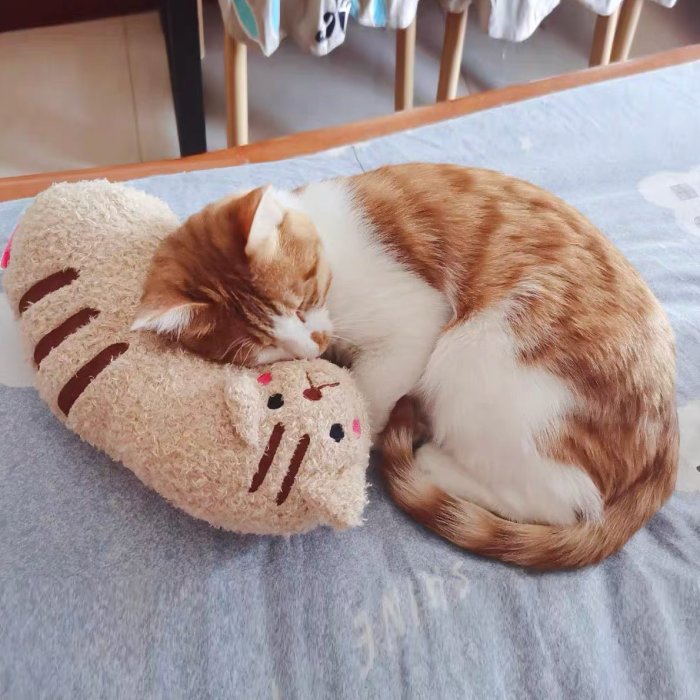 Cat Lovely Cozy Pillow