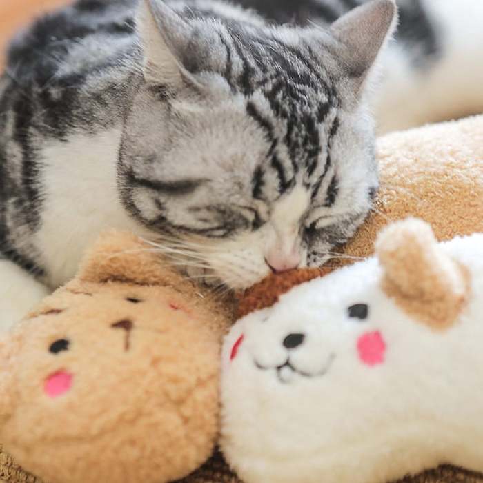 Cat Lovely Cozy Pillow