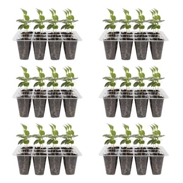 Flat Reusable Plant Germination Trays with Drain Hole