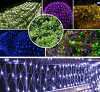 Early Christmas Sale - Net Mesh Waterproof String Lights