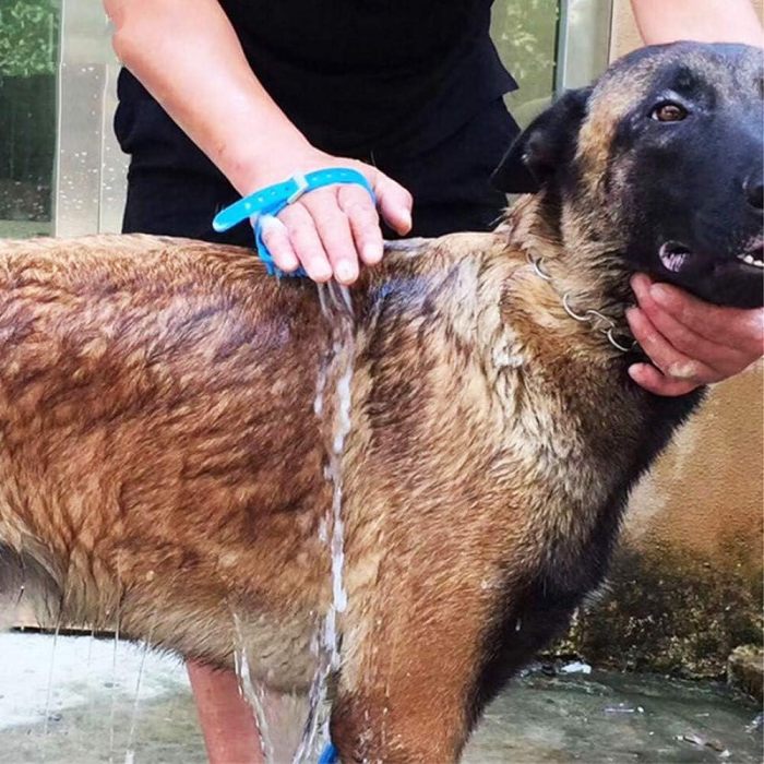 Push-Button Pet Shower