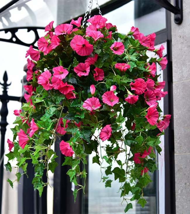 2024 New upgrade hot salesUV Simulation Artificial morning glory