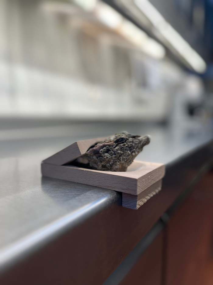 Oyster Shucking Clamp