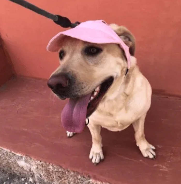 Outdoor Sun Protection Hood For Dogs