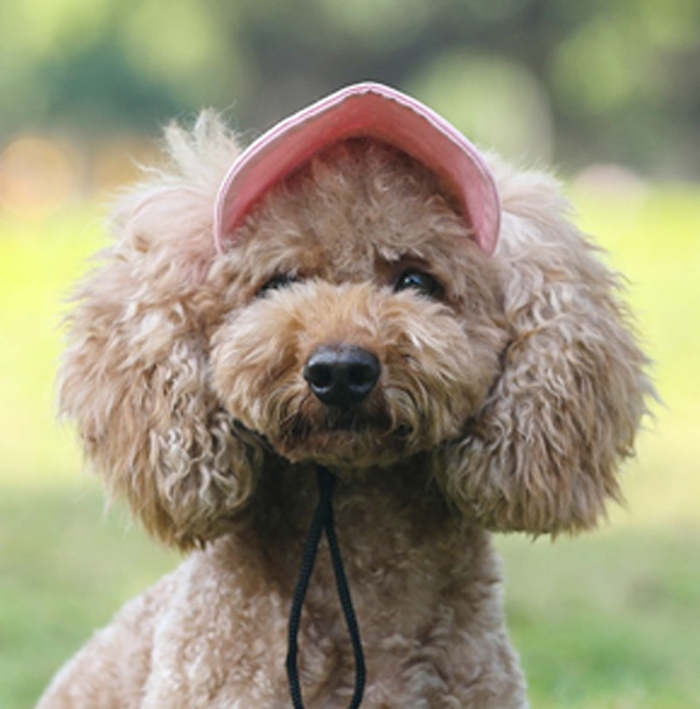 Outdoor Sun Protection Hood For Dogs
