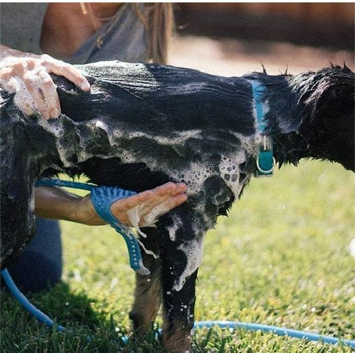 Pet Shower Head