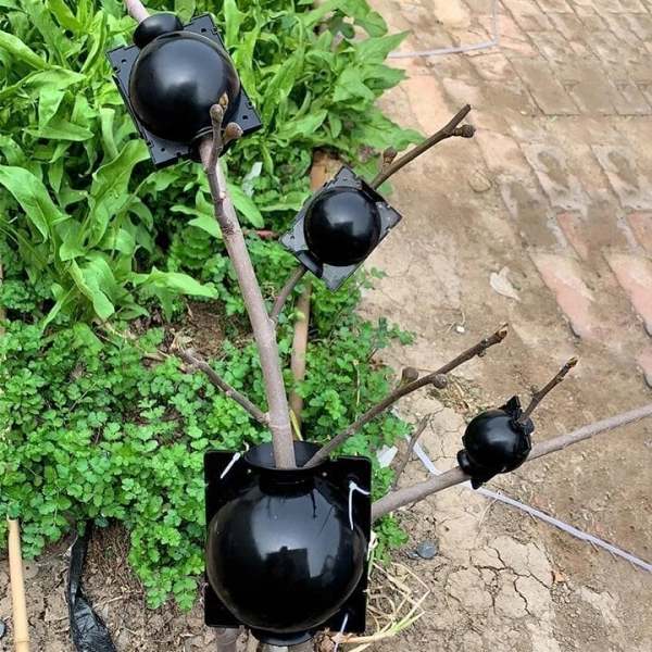 Summer Hot Sale 49% OFF - Plant Root Growing Box