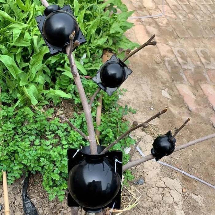 Summer Hot Sale 49% OFF - Plant Root Growing Box