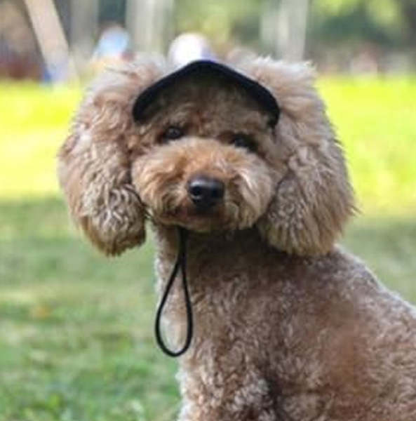 Outdoor Sun Protection Hood For Dogs